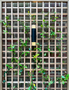 Square Lattice Trellis with Trachelospermum Jasminoides climber and Hunza double Pergoda light