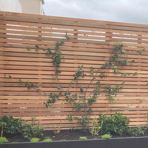 wood battens for trellis Slatted Batten Trellis and Fence Panel (15mm Gaps, Face Fixed)